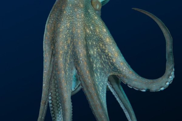 Kraken даркнет что это
